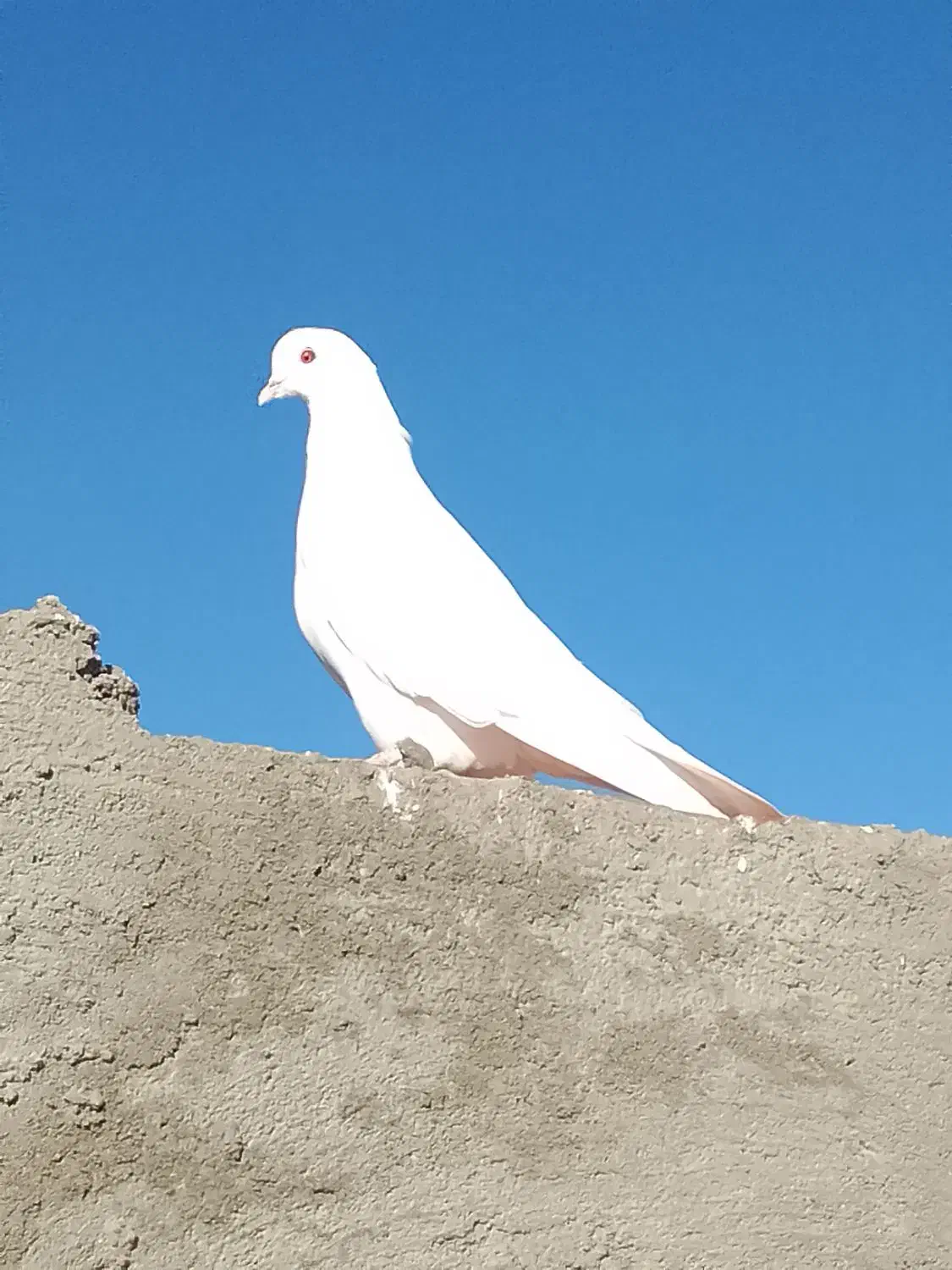 600تومن|پرنده|گنبکی, |دیوار