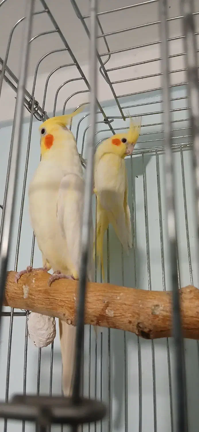 طوطی عروس هلندی|پرنده|قزوین, |دیوار