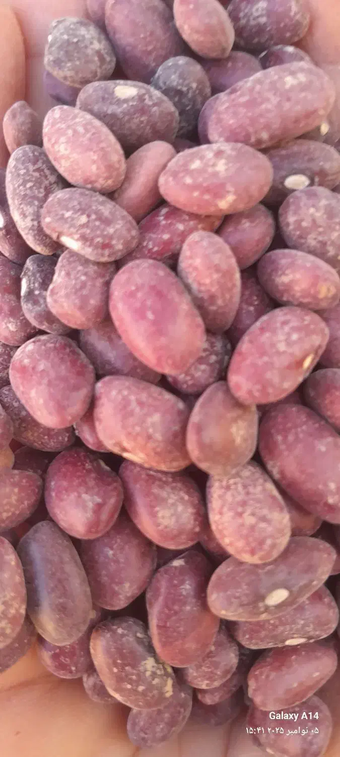 فروش عمده لوبیا قرمز بوجاری درجهیک در سعادتشهر|عمدهفروشی|پاسارگاد, |دیوار