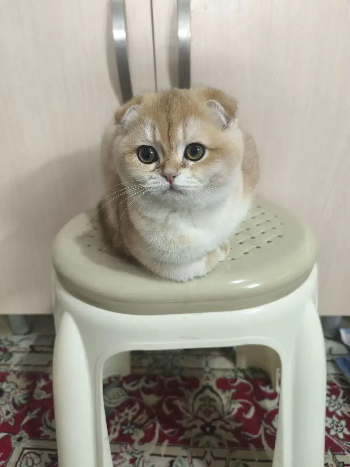 گربه بریتیش|گربه|کرج, عظیمیه|دیوار