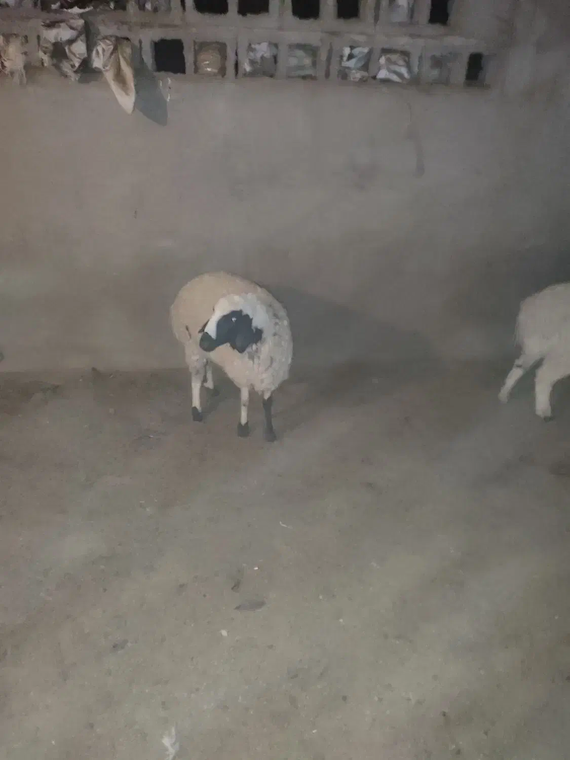 سلام بره چاق چاق برای کشتن و داشت عالی|حیوانات مزرعه|ماهان, |دیوار