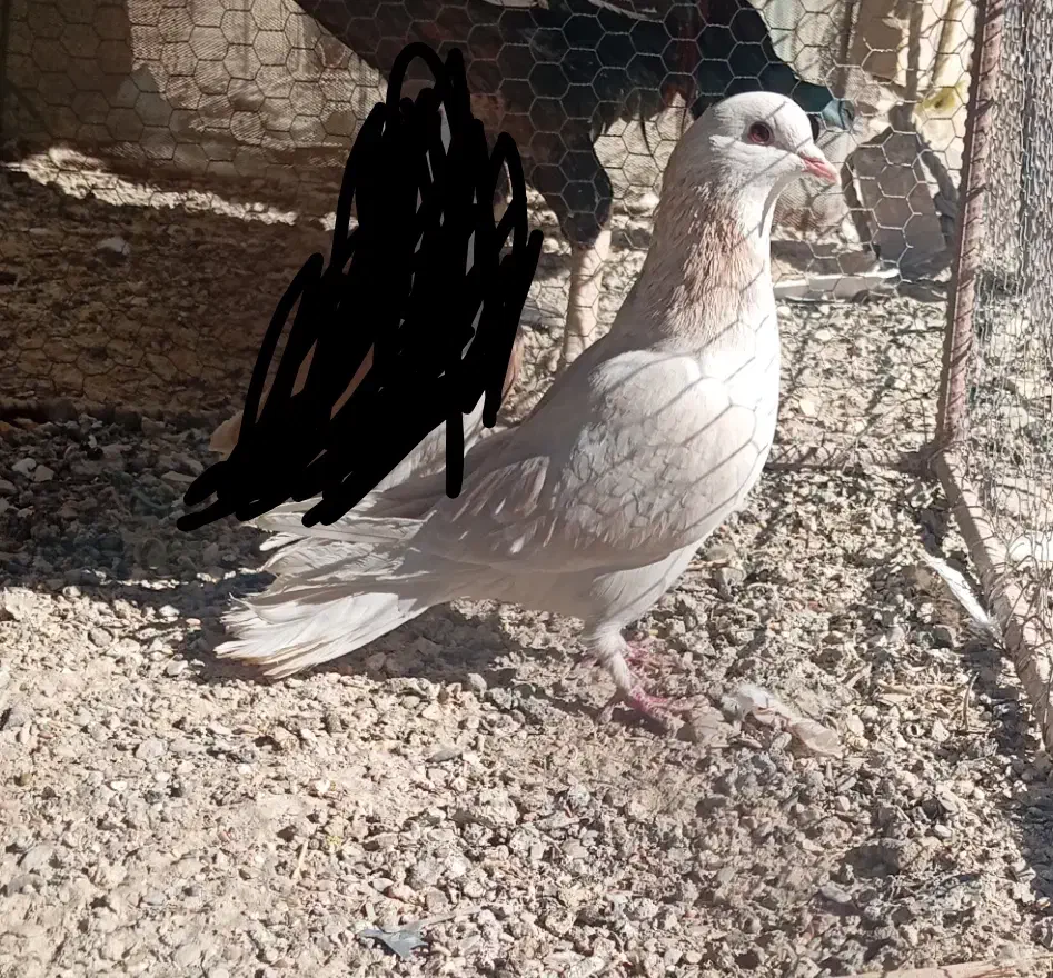 کبوتر نر|پرنده|سراوان, |دیوار