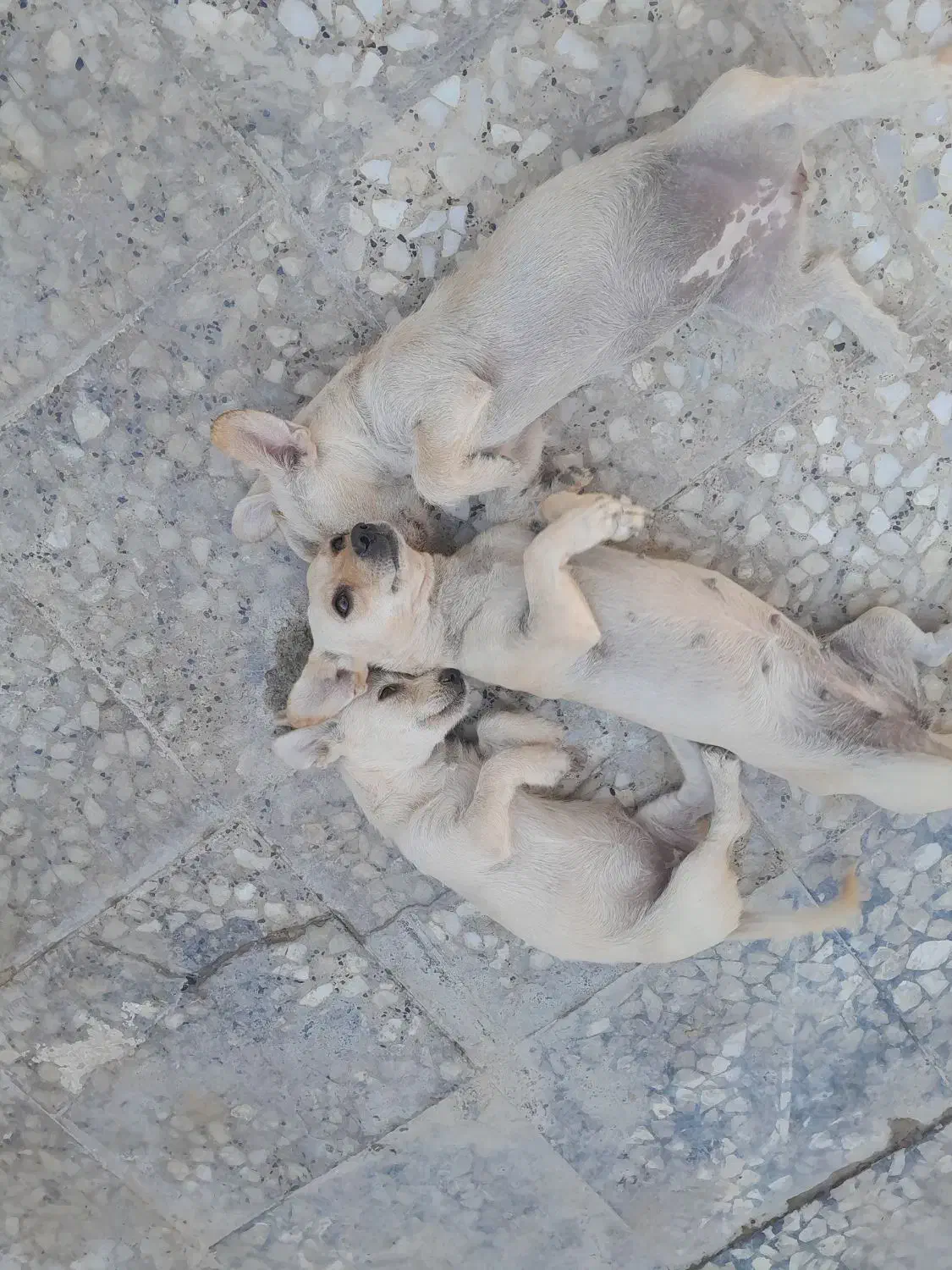 سگ بازگوش|سگ|برازجان, |دیوار