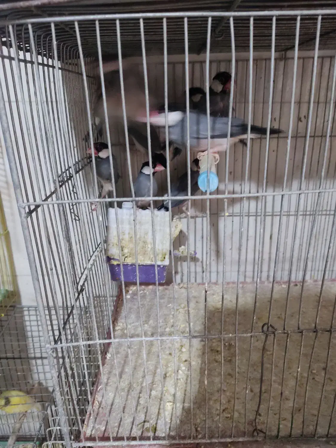 فنچ نرگسی سالم جفتی  800|پرنده|اصفهان, سپاهان‌شهر|دیوار