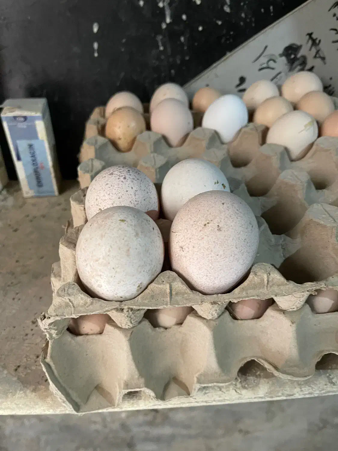 تخم بوقلمون برنر نطفه دارتخم مرغ محلی نطفه دار|حیوانات مزرعه|کرج, عظیمیه|دیوار