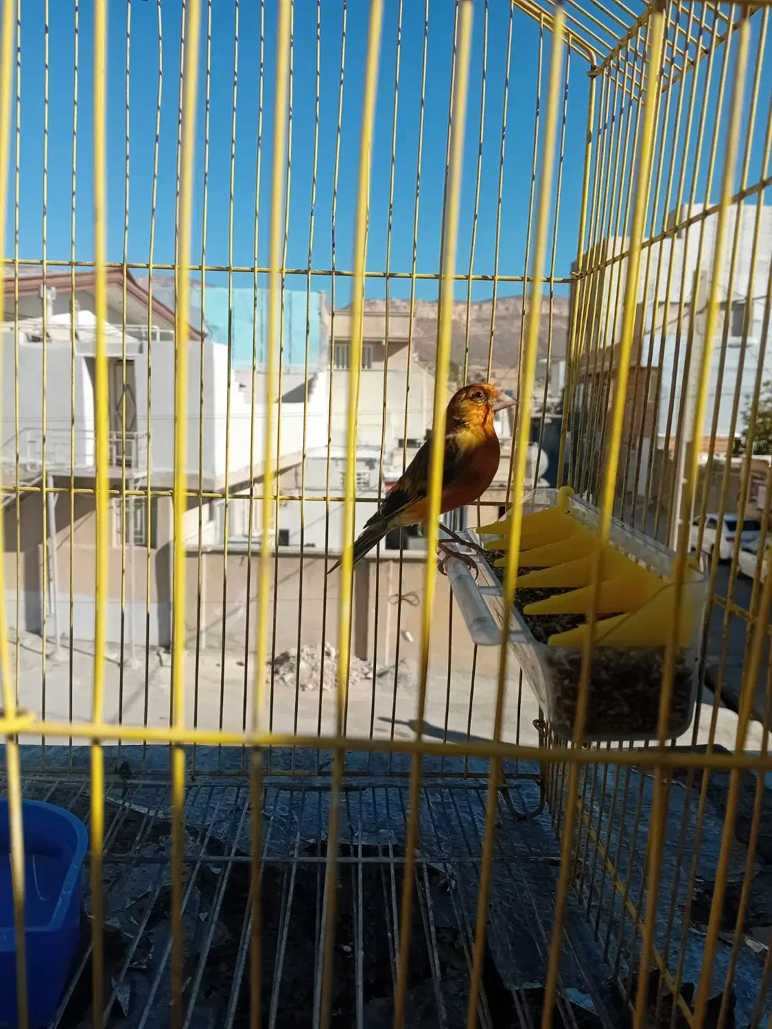 سهره قناری نر قرمز رنگ|پرنده|ایلام, |دیوار