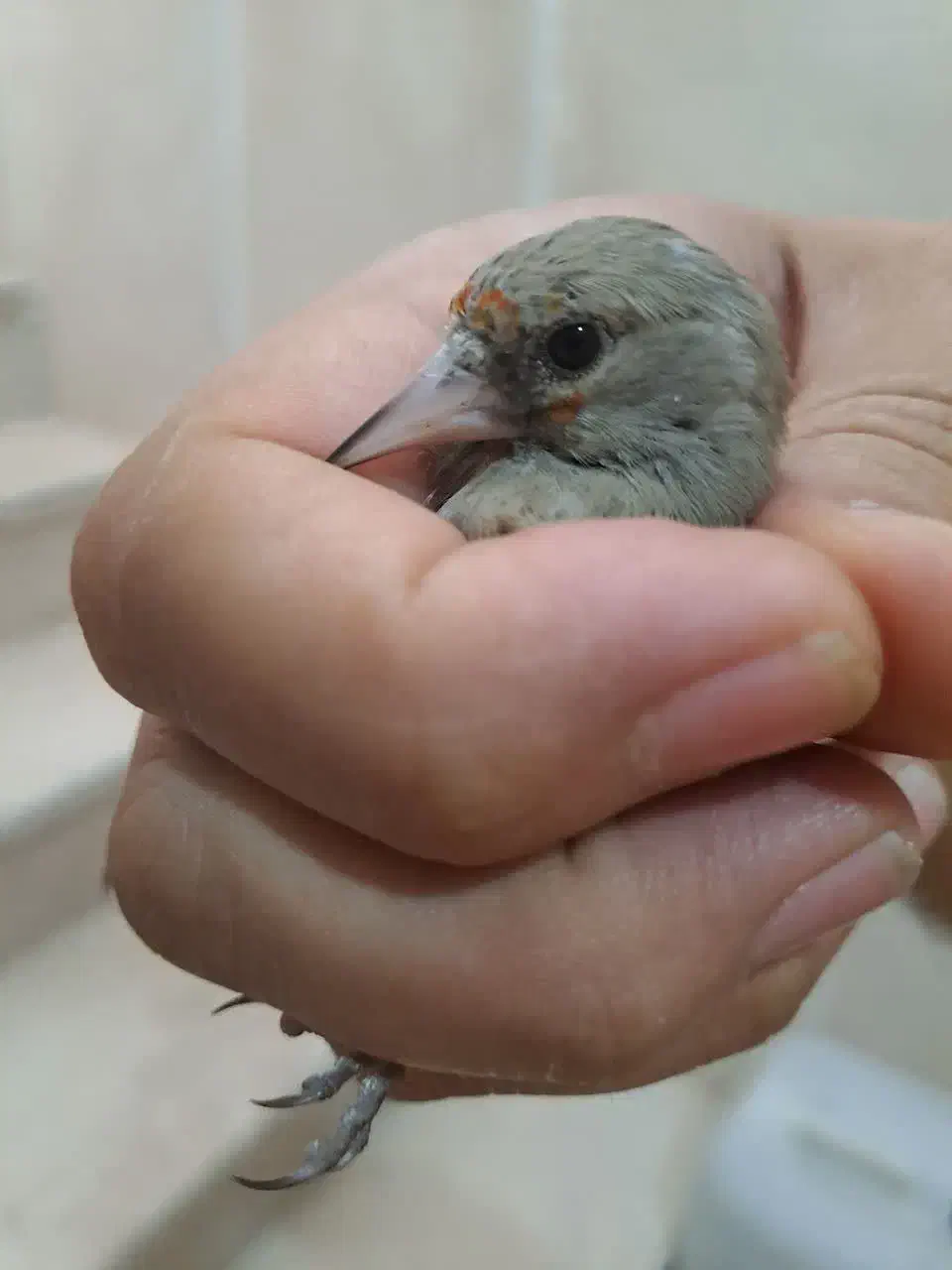 جوجه سهره|پرنده|اسلامشهر, شهرک مفیدی|دیوار