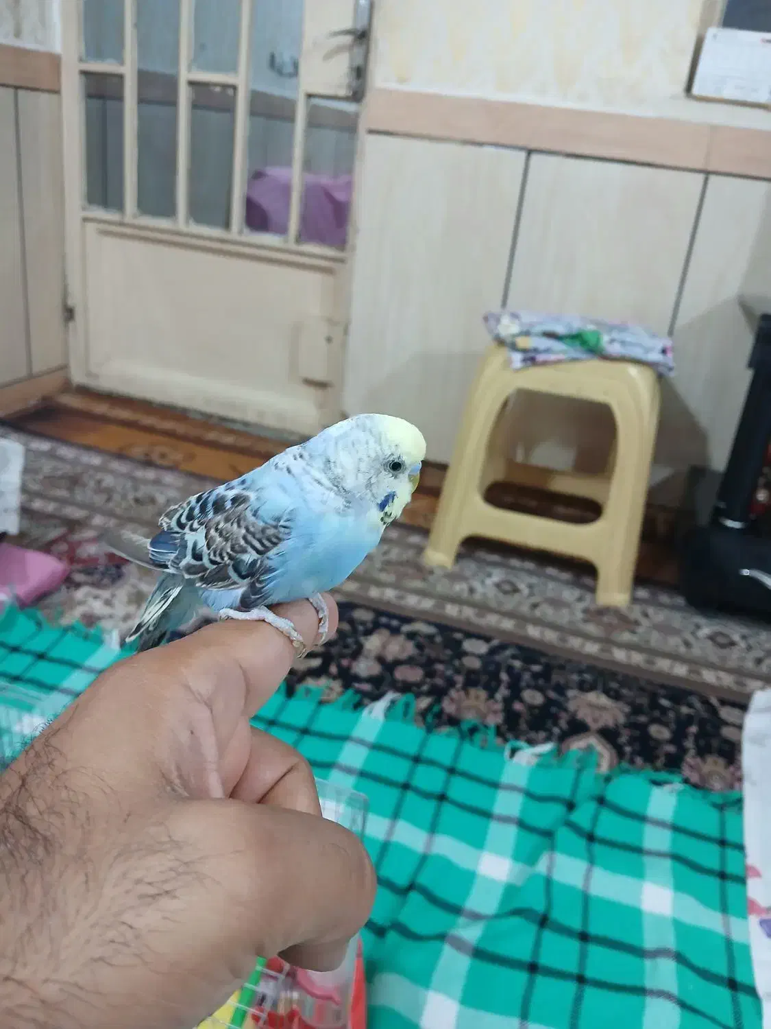 طوطی برزیلی مشکی  مرغ عشق نر و ماده|پرنده|اهواز, اسلام آباد شرقی|دیوار