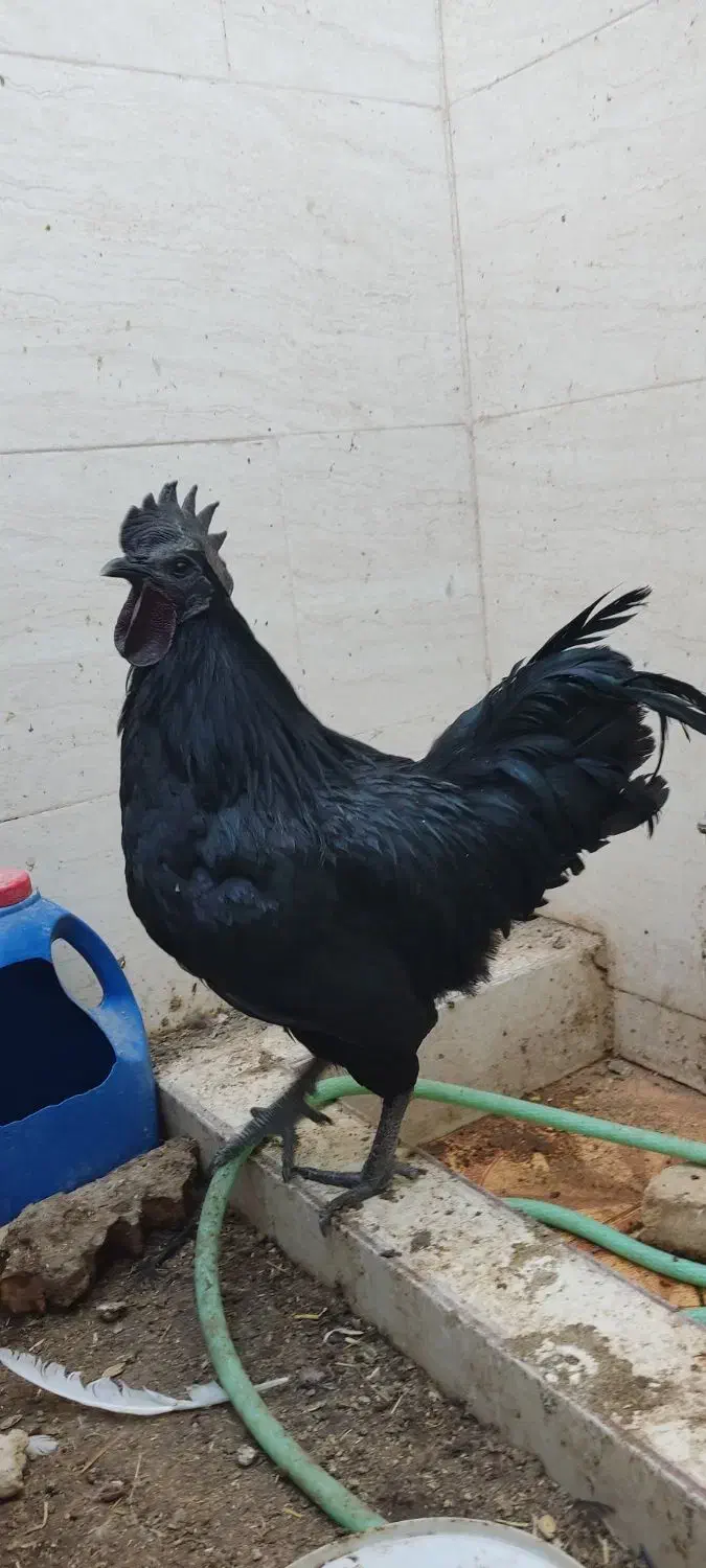 انواع جوجه و مرغ و خروس محلی و نژاد دار|حیوانات مزرعه|طبس, |دیوار