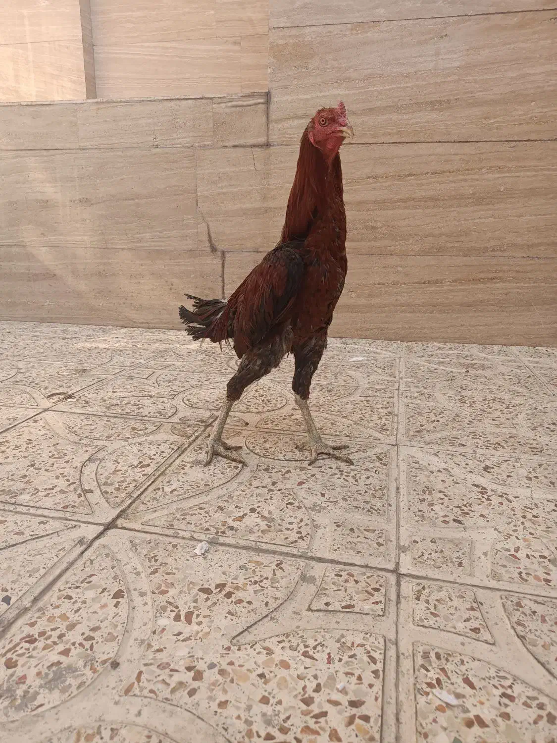 مرغ و خروس لاری افغان|حیوانات مزرعه|قرچک, داوود آباد|دیوار