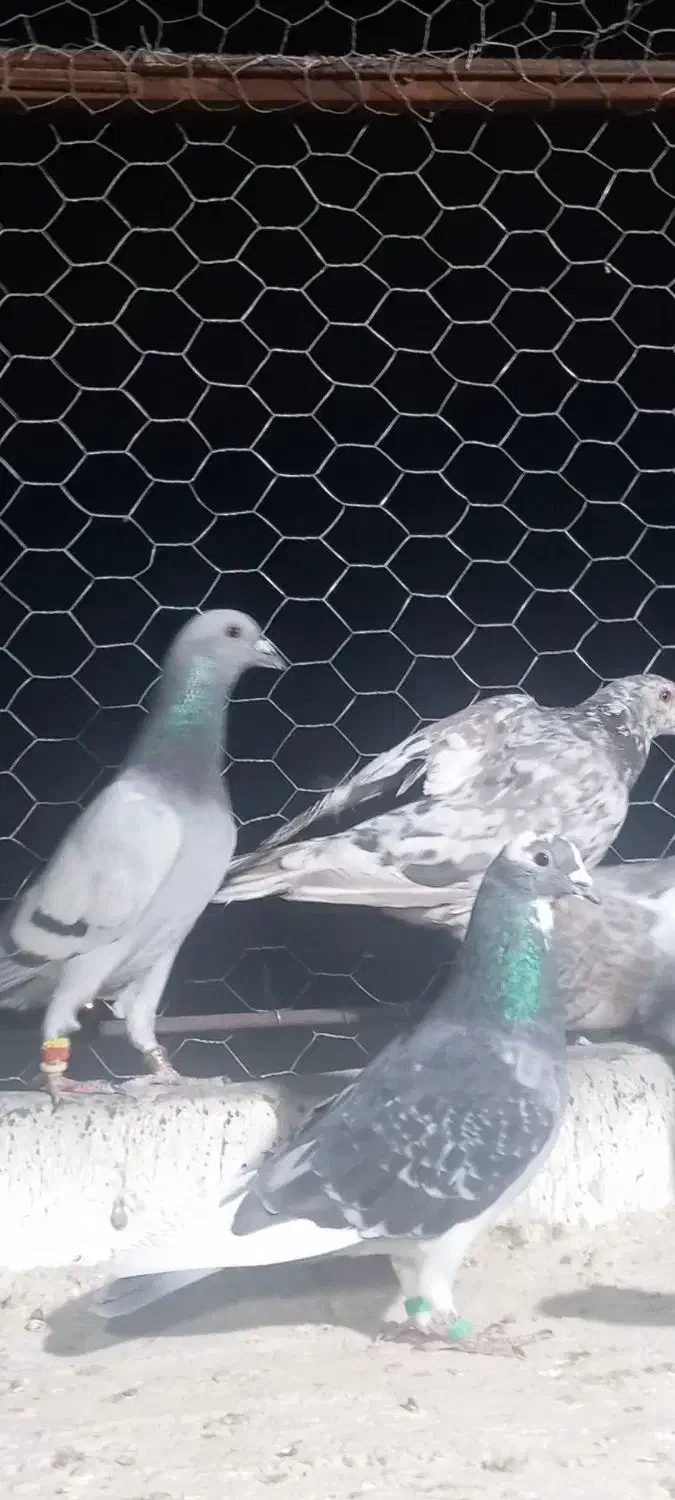 بیست عدد کفتر هوایی|پرنده|شیراز, شاپورجان|دیوار