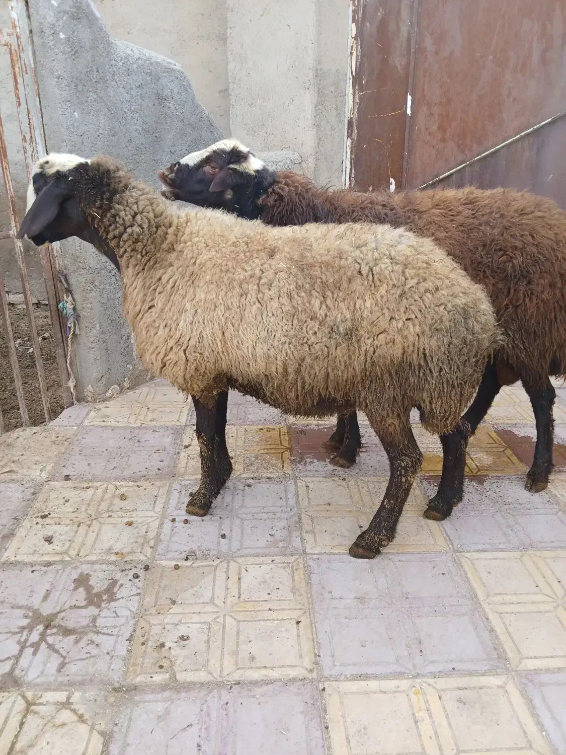 گوسفند|حیوانات مزرعه|فامنین, |دیوار