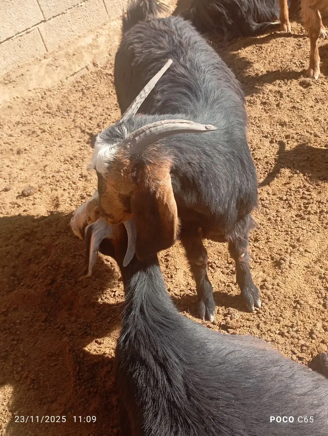 کهره ماده و نر|حیوانات مزرعه|سرچهان, |دیوار