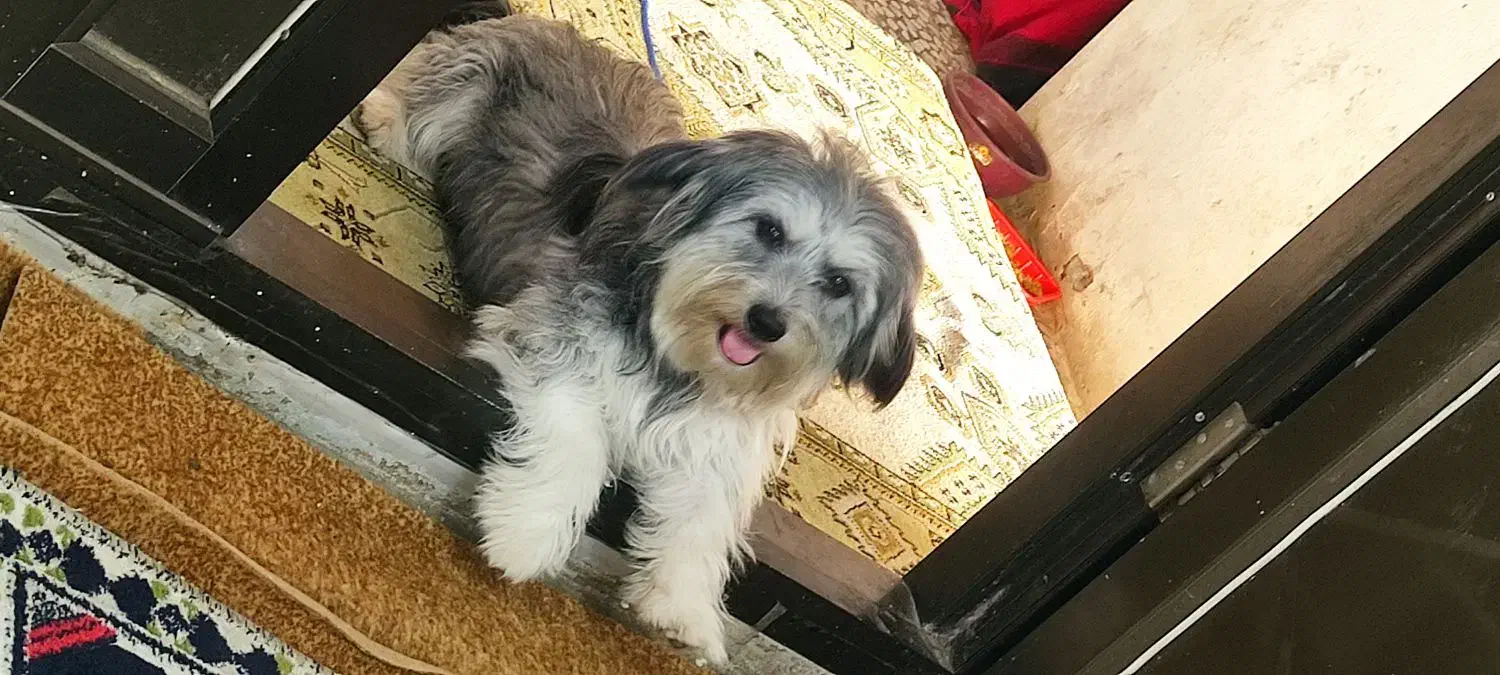 شیتزو گمشده|سگ|رودسر, |دیوار