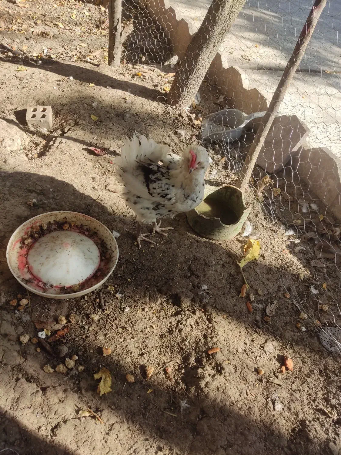 مرغ گلین کرچ|حیوانات مزرعه|مینودشت, |دیوار