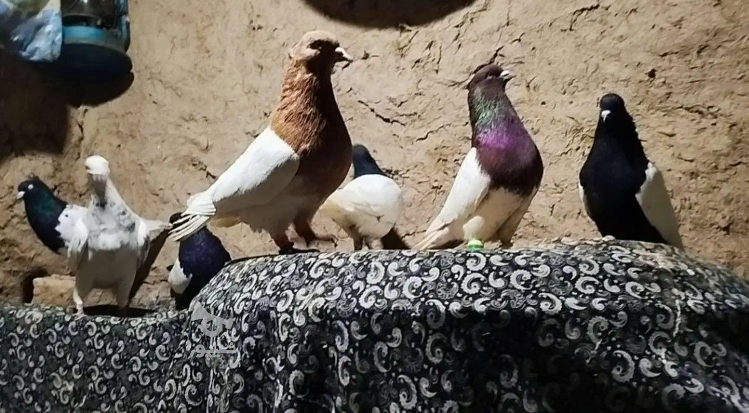 کفتر بوم قلدر|پرنده|چناران, |دیوار