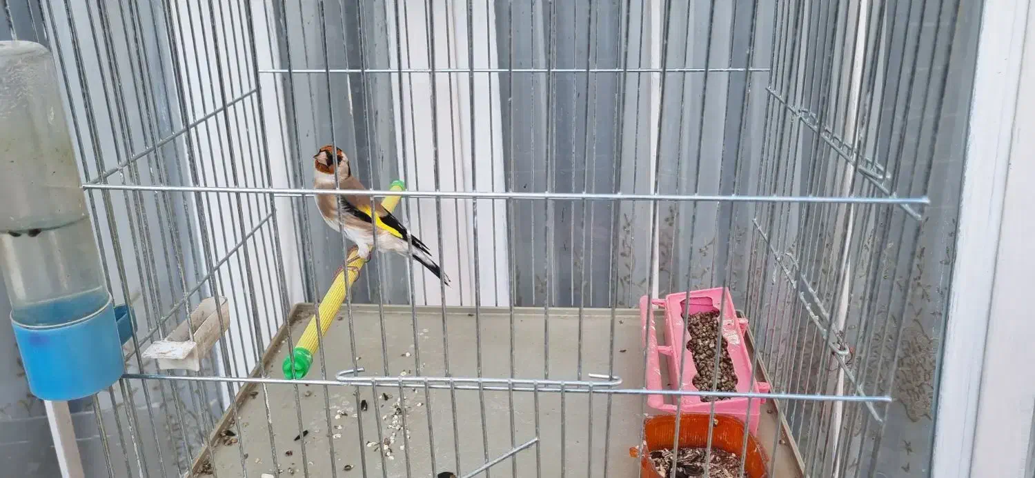 سهره جوجه سال وخاکی|پرنده|جهرم, |دیوار