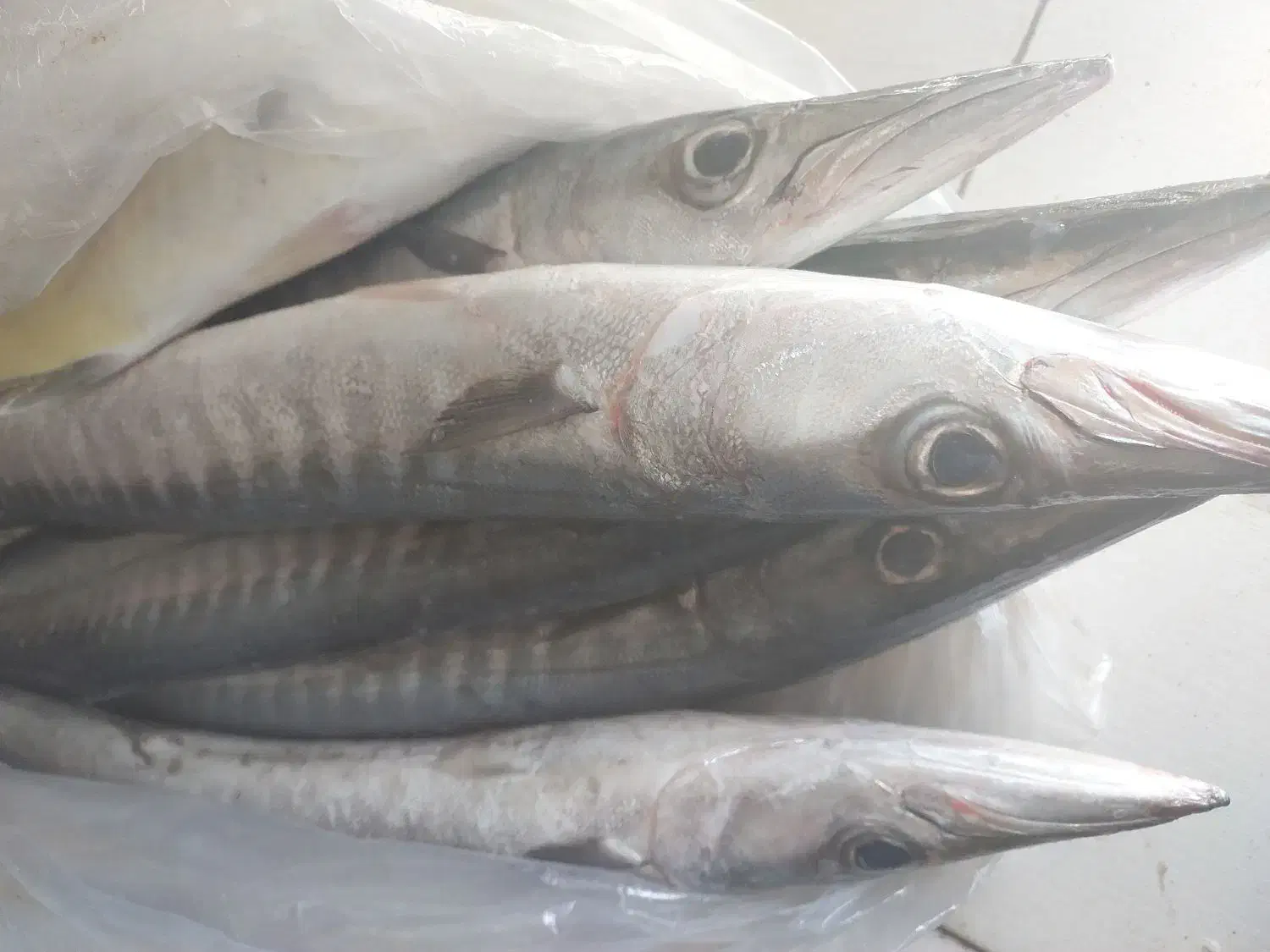 ماهی قدر دم سیاه|ماهی|قشم, |دیوار