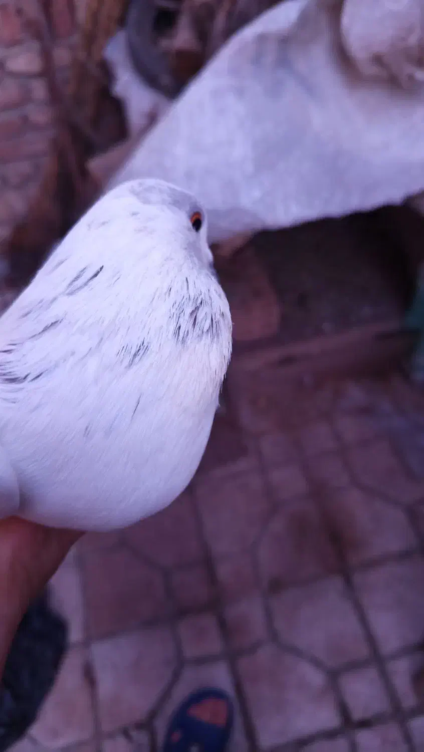 کبوتر گمشده|حیوانات|پارس‌آباد, |دیوار