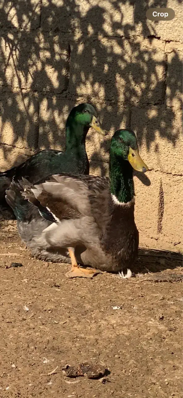 اردک مسکویی دودی و روئن فرانسه کیفیت بالا|پرنده|قائم‌شهر, |دیوار