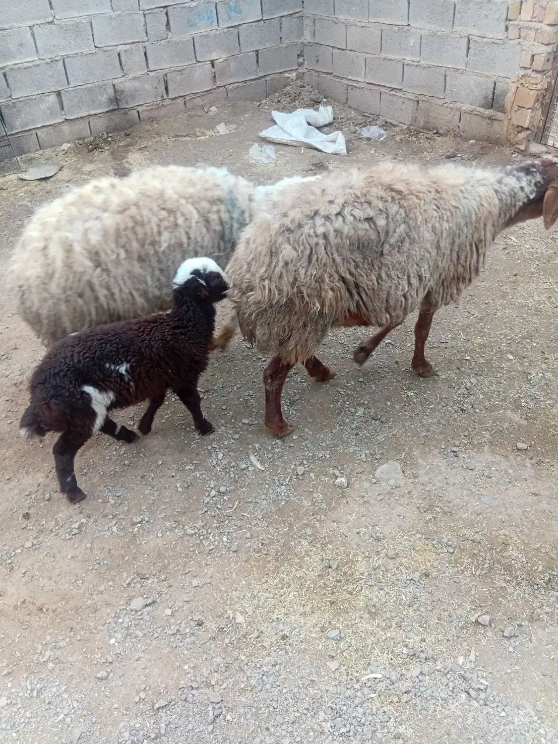 فروش میش زاییده|حیوانات مزرعه|تربت جام, مسکن مهر|دیوار