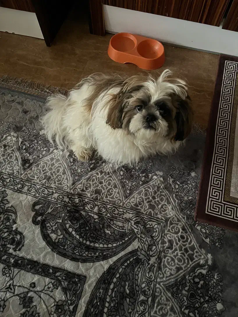 سگ شیتزو سوپر فلت|سگ|کیش, |دیوار