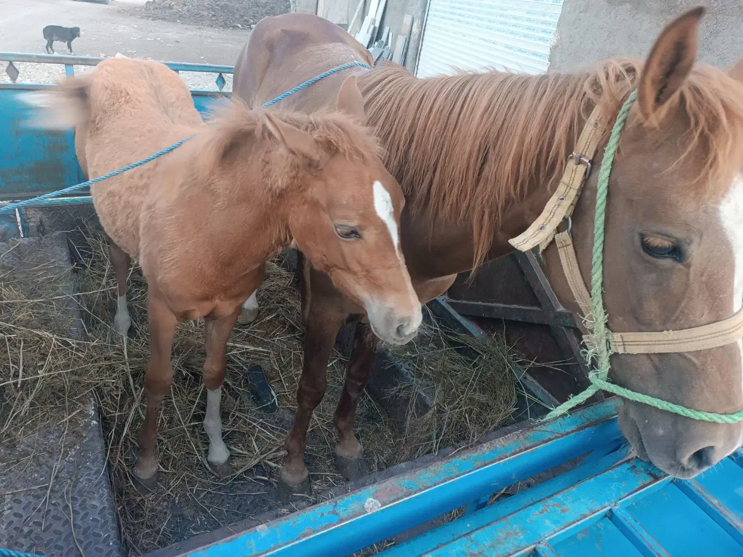 مادیان|اسب و تجهیزات اسب‌سواری|دماوند, دماوند|دیوار