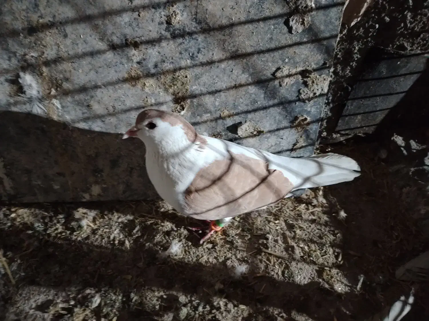 چپ زرد|پرنده|مشهد, شهید جنگی|دیوار