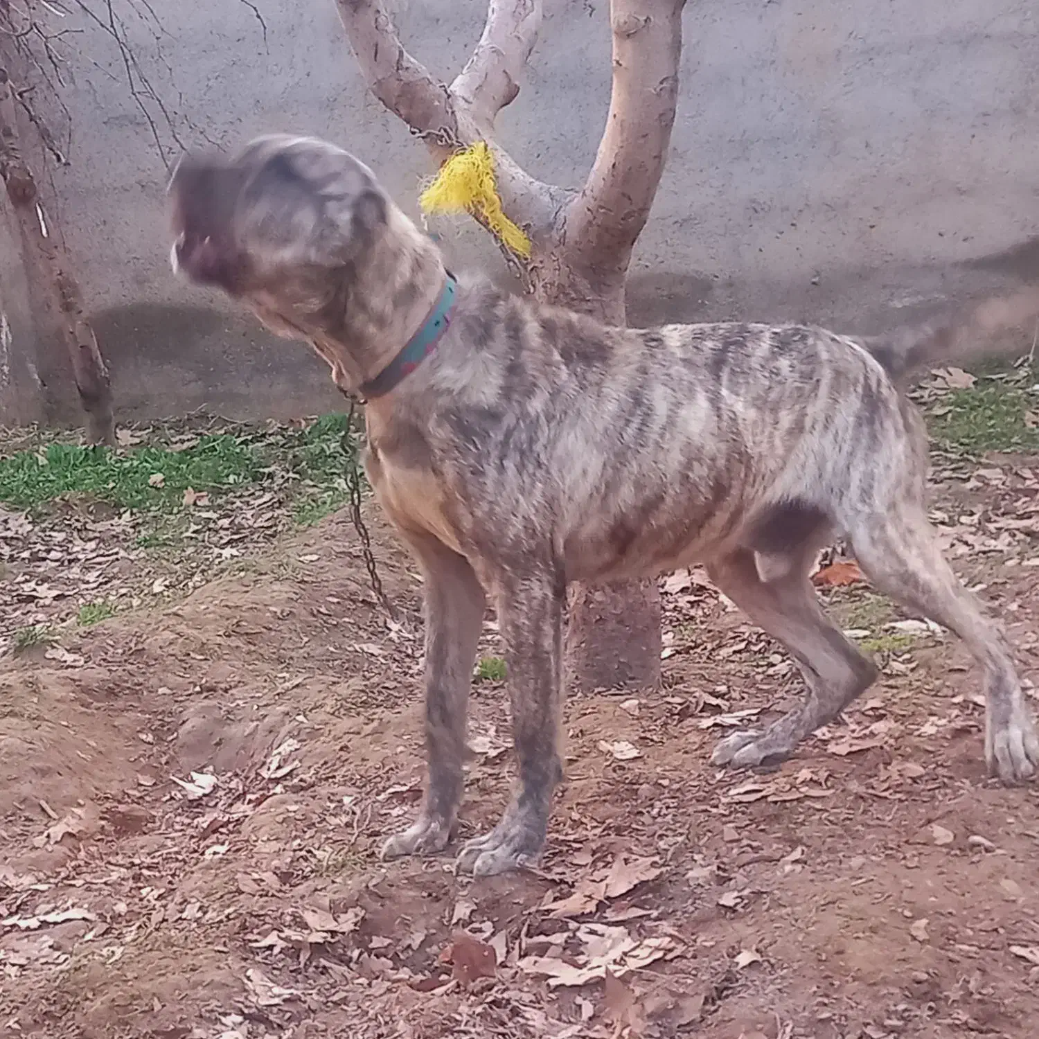 سگ نگهبان و گله|سگ|مشهد, شهرک امام سجاد|دیوار