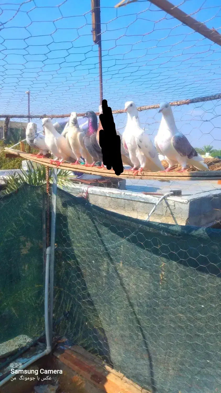 کبوتر هم پرشی|پرنده|میناب, |دیوار