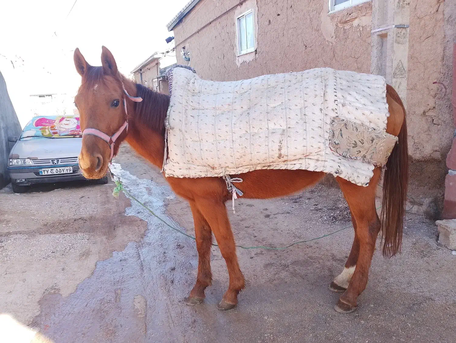 اسب مادیان|اسب و تجهیزات اسب‌سواری|بجنورد, |دیوار