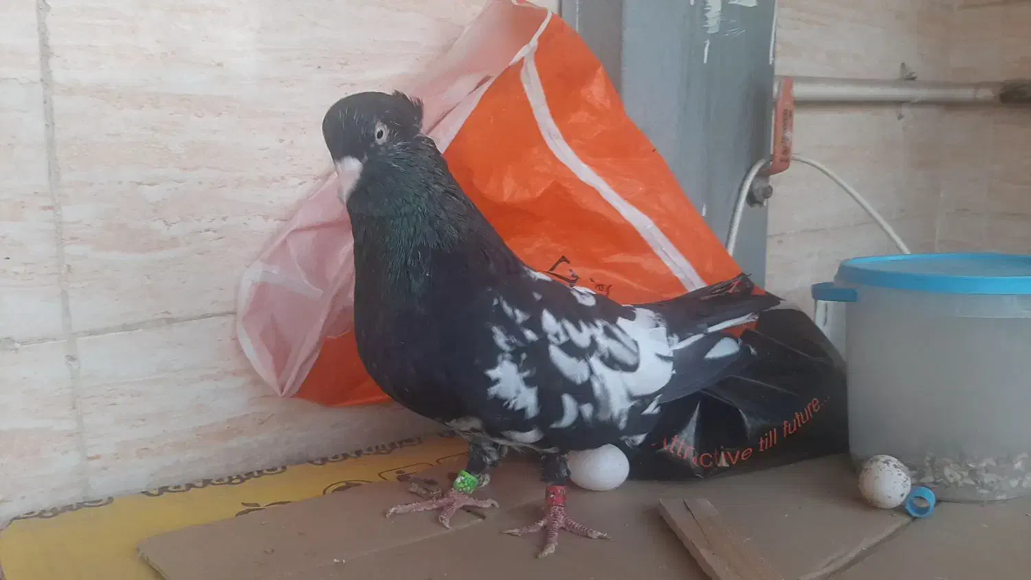 کله اهوازی ذات قدیم|پرنده|اهواز, کوی باهنر|دیوار