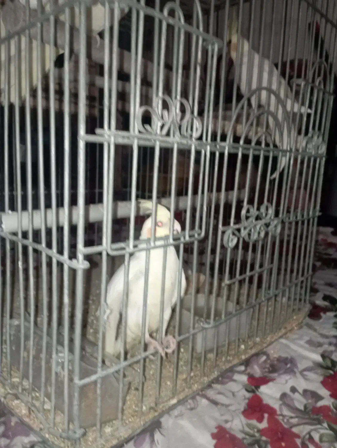 طوطی عروس هلندی مولد با جوجه|پرنده|کرج, شهرک سهرابیه|دیوار