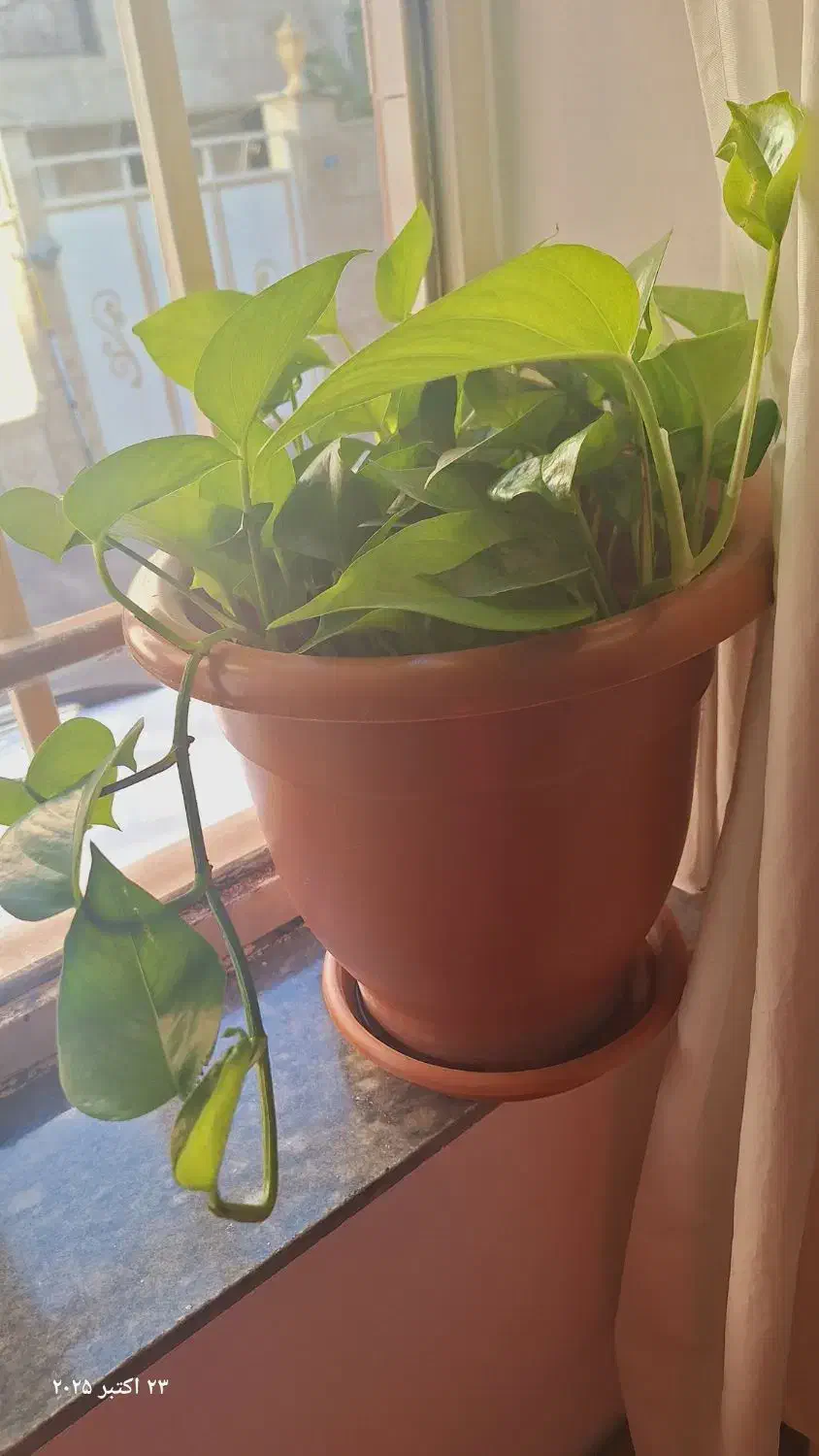 گل پتوس و زامو فیلیا|گل و گیاه طبیعی|هشتگرد, هشتگرد قدیم|دیوار