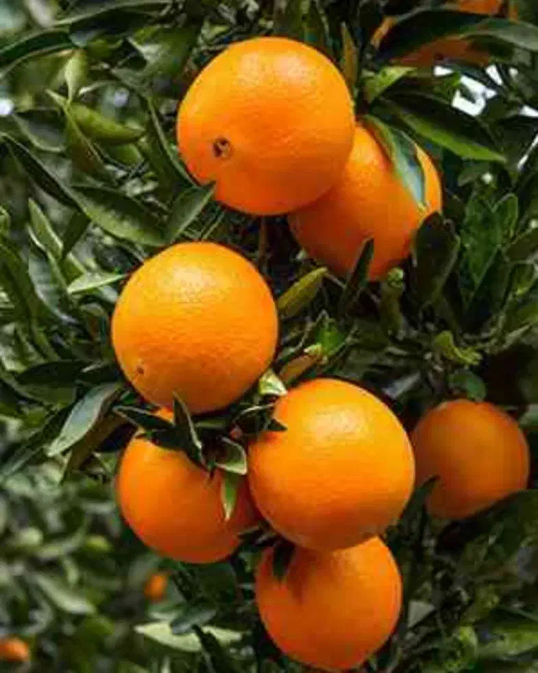 فروش پرتقال تامسون و محلی|عمدهفروشی|کلاچای, |دیوار