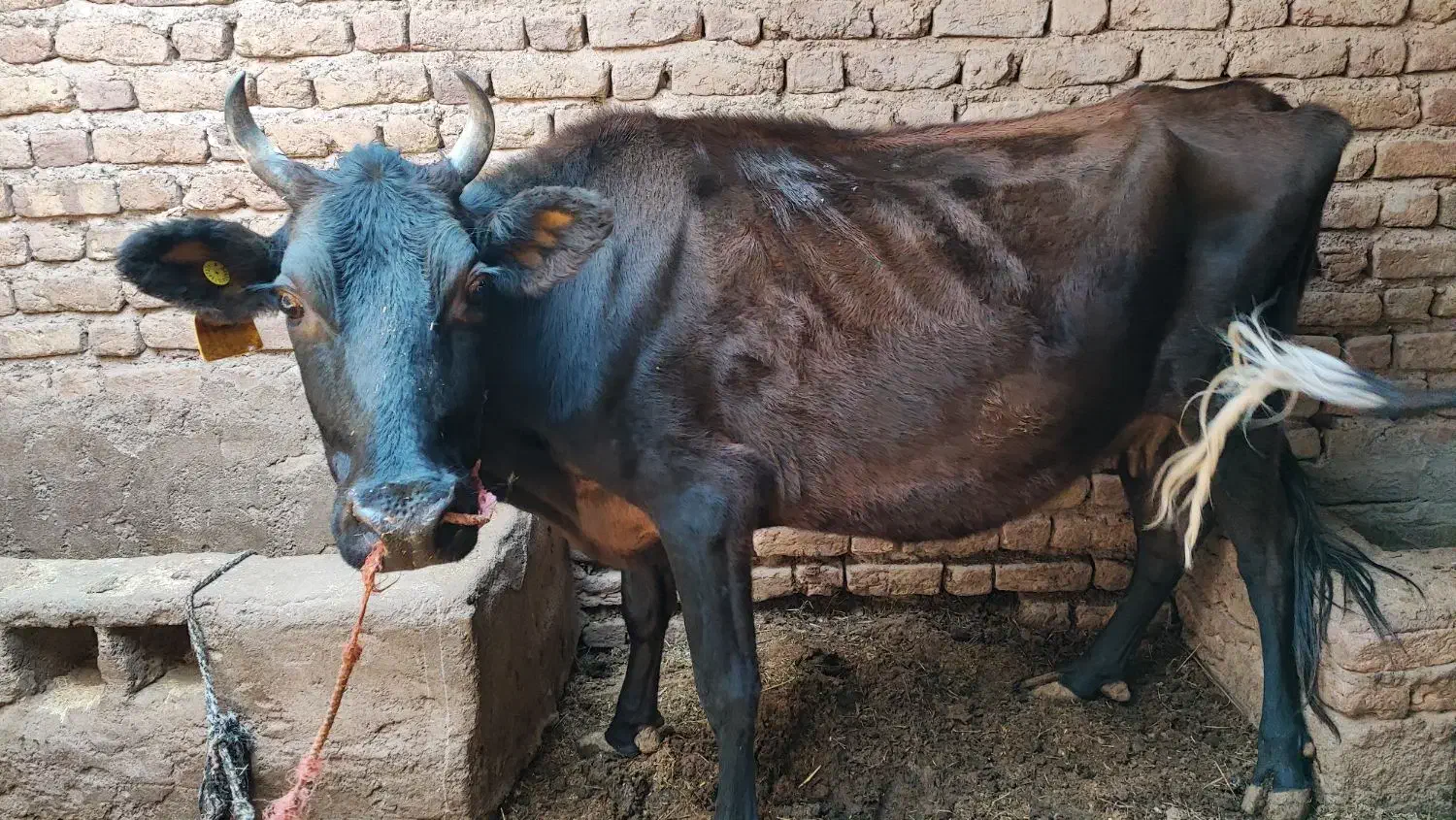 فروش یک عدد گاو و گوساله|حیوانات مزرعه|بم, |دیوار