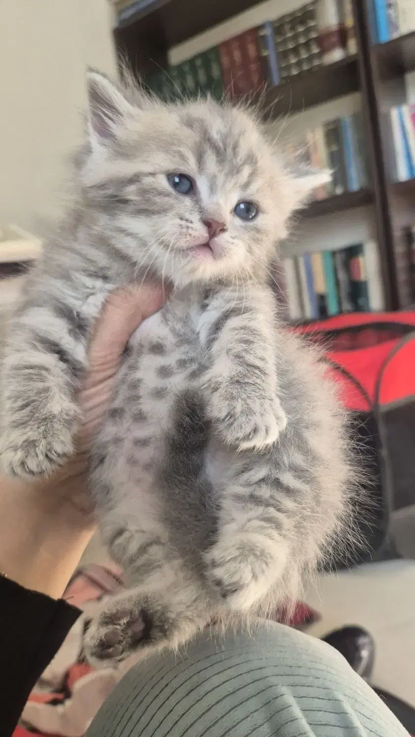 بریتیش بلوگلد|گربه|محمدشهر, محمدشهر|دیوار