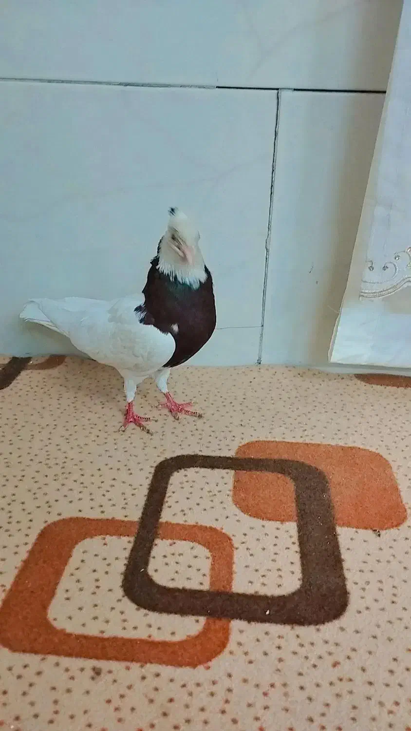 طوقی|پرنده|نیشابور, پاستور|دیوار