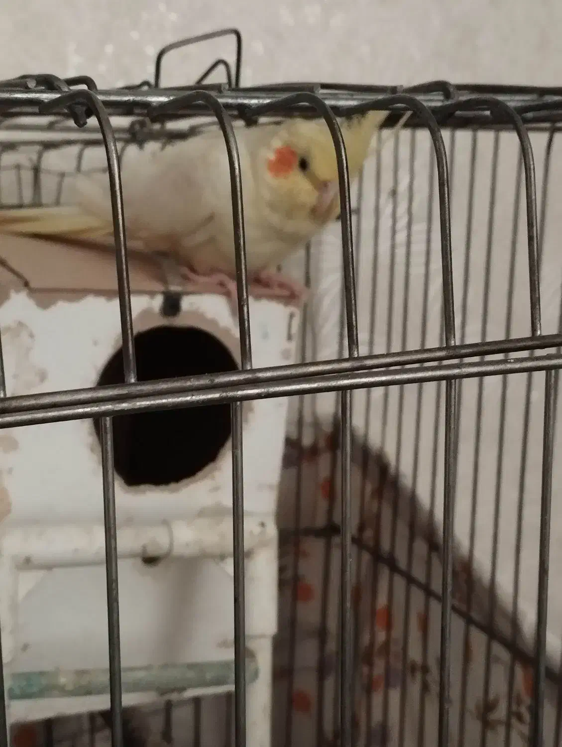 یک جفت عروس هلندی با قفس و لونه|پرنده|تهران, والفجر (افسریه)|دیوار