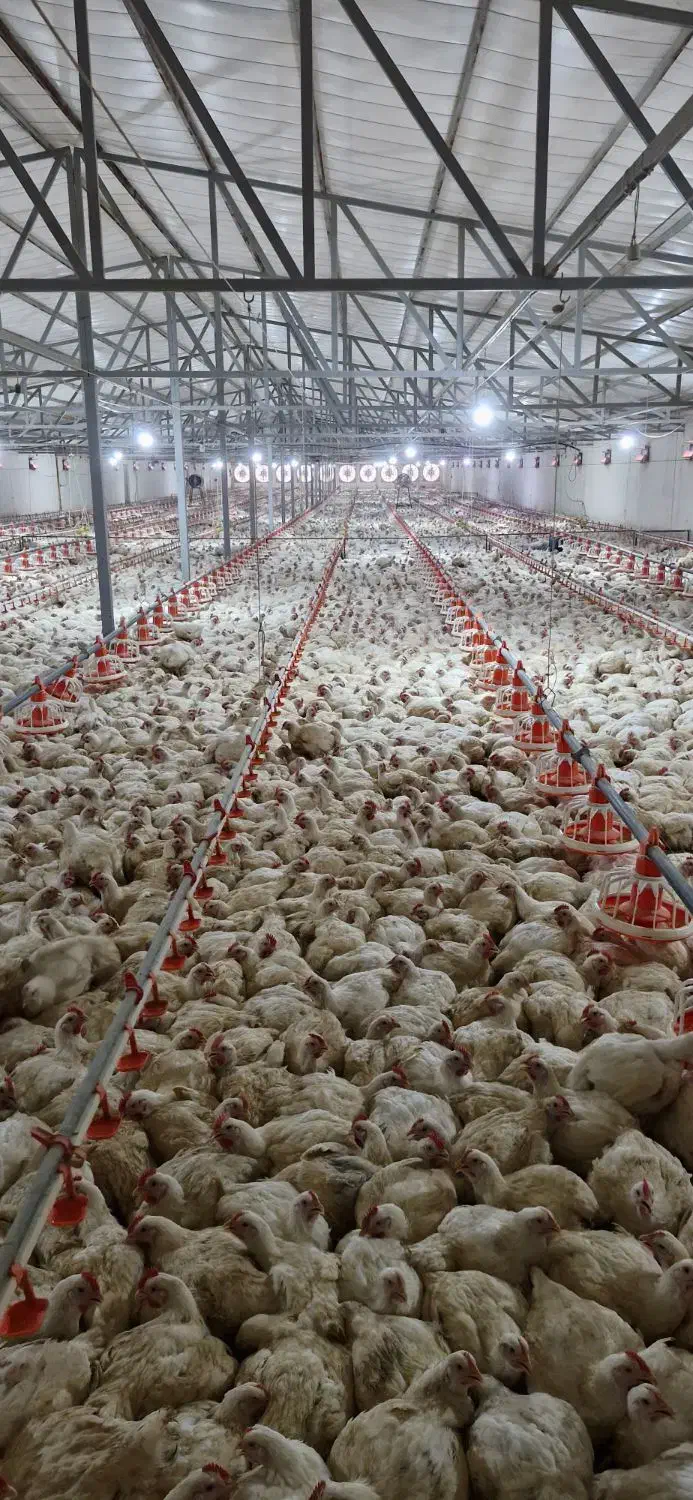 سالن دار مرغداری با تجربه و با تعهد با بیمه|استخدام صنعتی، فنی، مهندسی|کردکوی, |دیوار