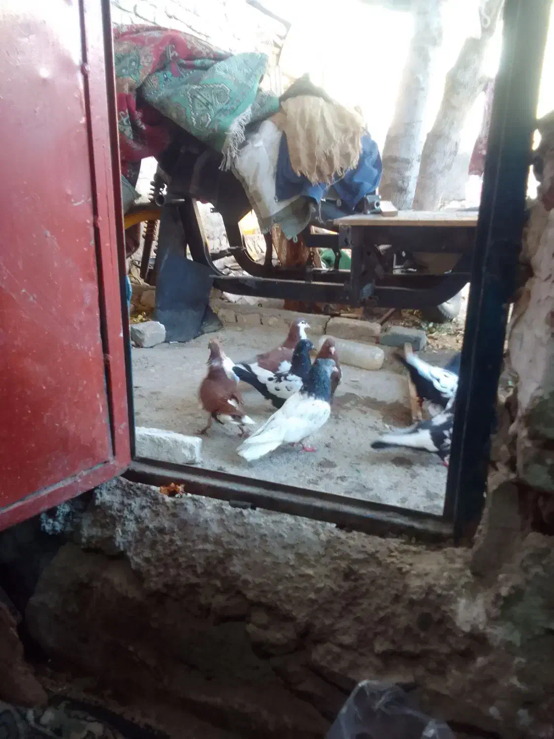 سینه سیاه نر|پرنده|شیروان (خراسان), |دیوار