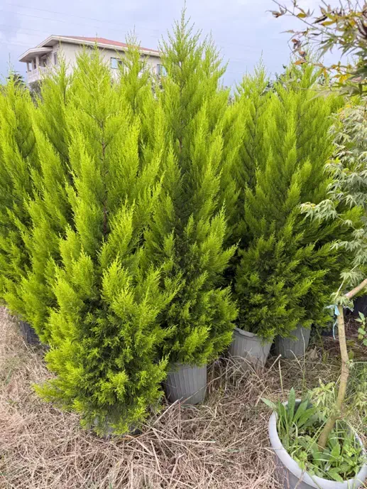 لاوسون و مورت ( کاج طلایی)|گل و گیاه طبیعی|شیرود, |دیوار