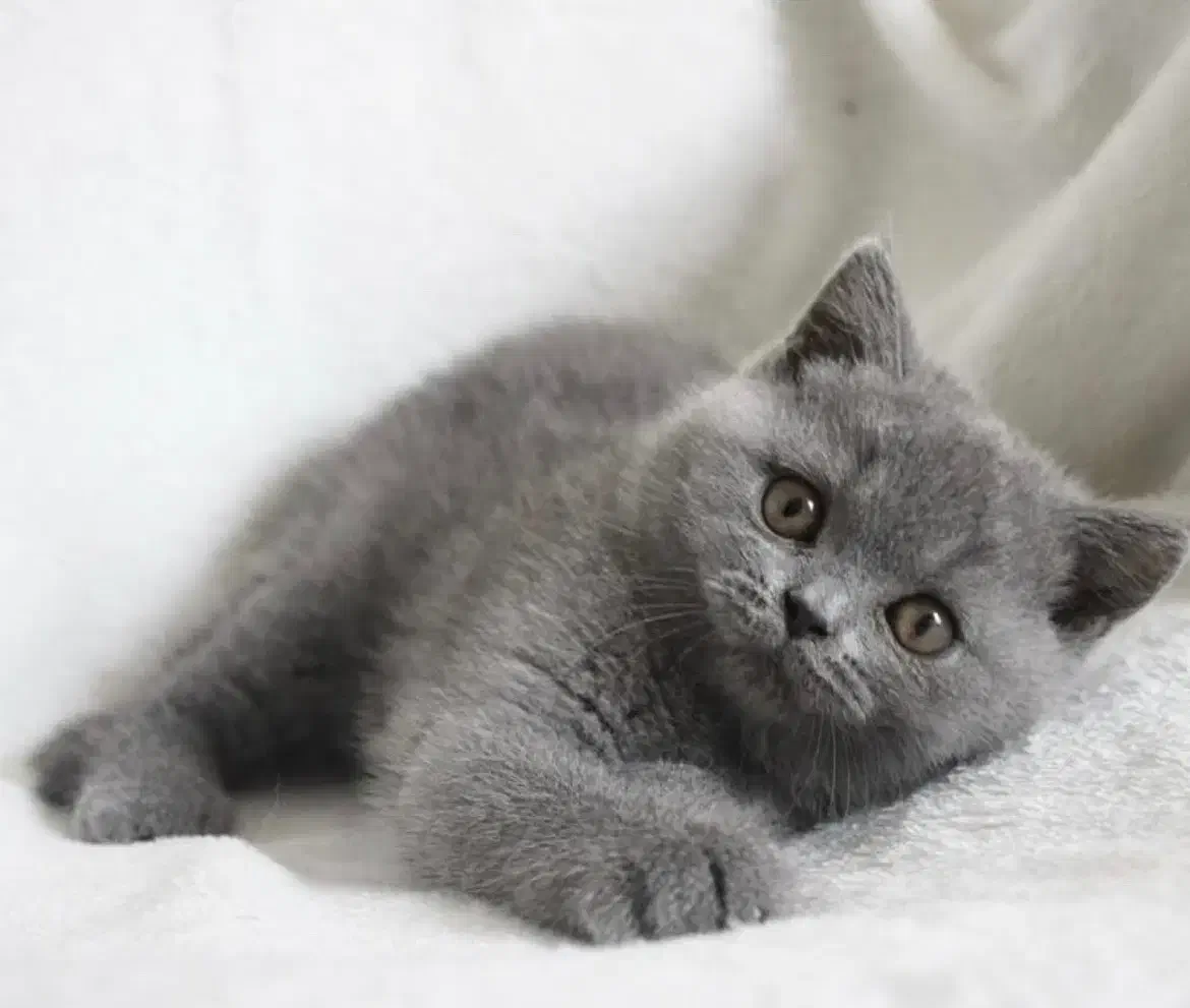 بچه گربه بریتیش بلو|گربه|تهران, اختیاریه|دیوار