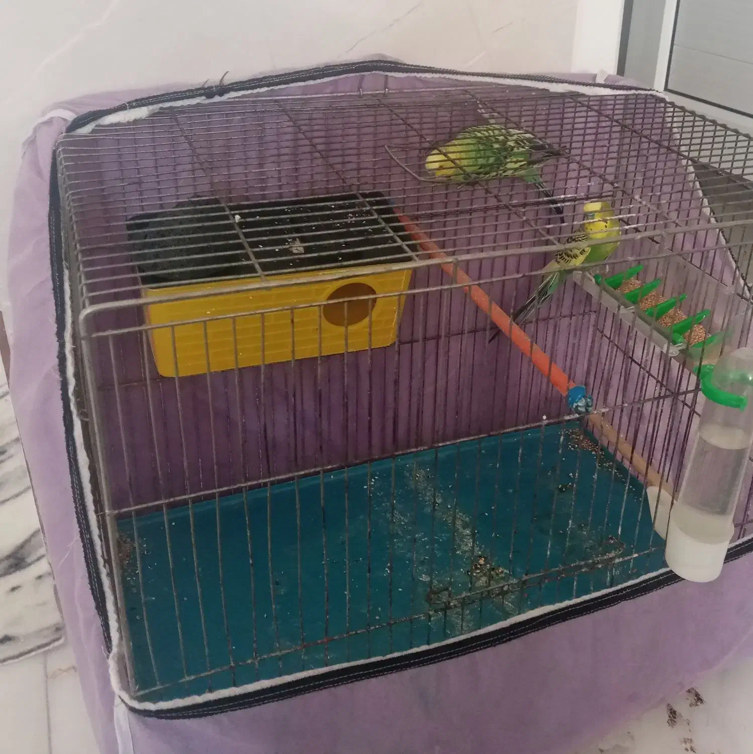 مرغ عشق|پرنده|ملایر, |دیوار