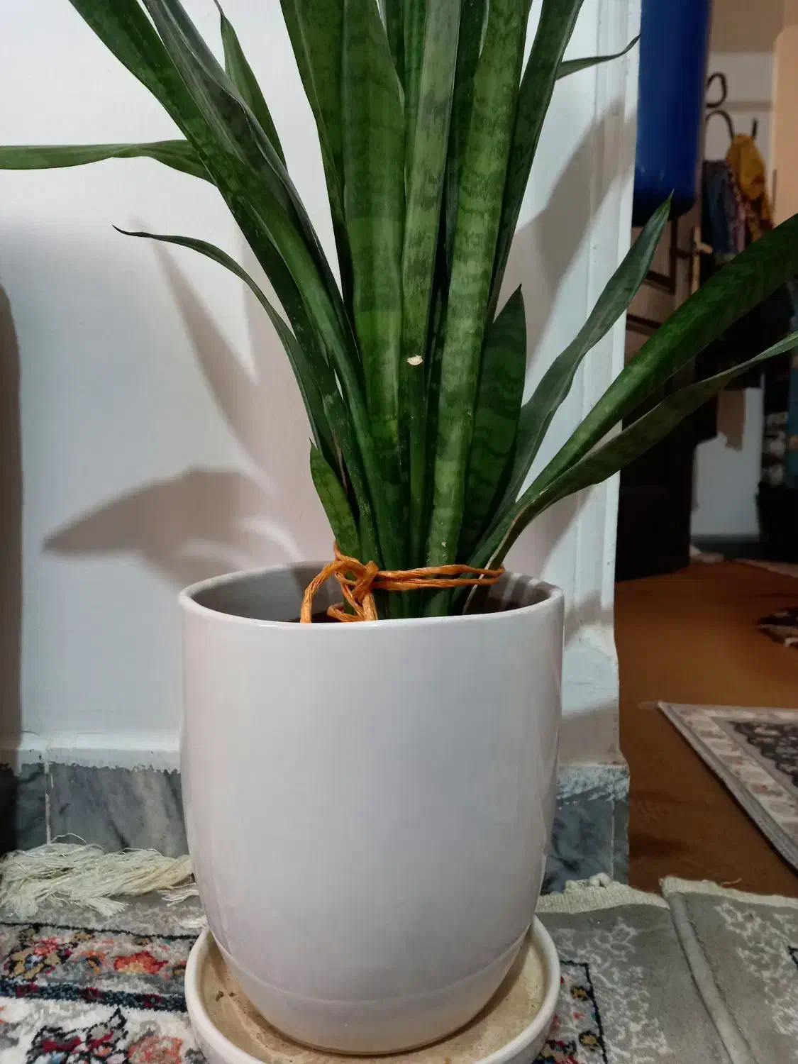 گل با گلدون|گل و گیاه طبیعی|پاکدشت, پاکدشت (مامازند)|دیوار