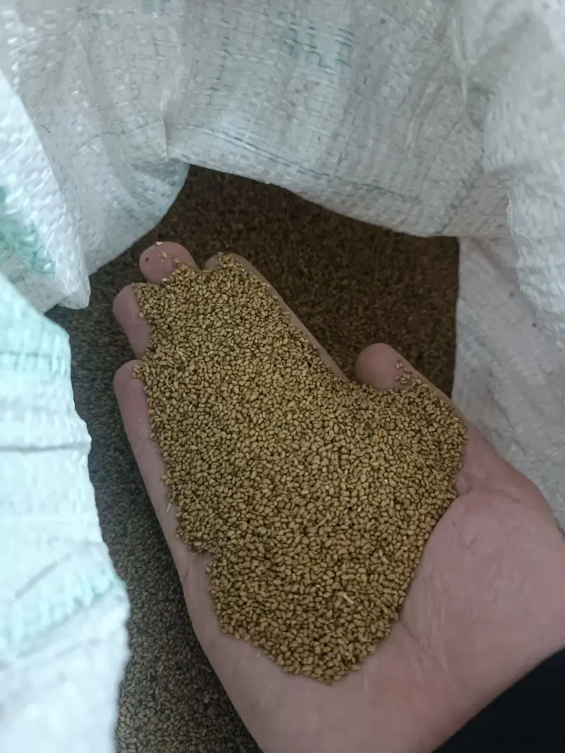 بذر قره یونجه|عمده‌فروشی|میاندوآب, |دیوار