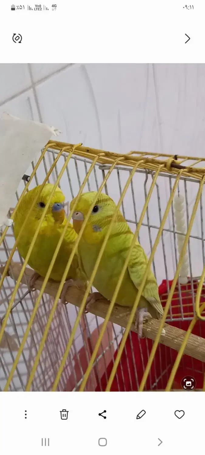 مرغ عشق جفت|پرنده|قدس, شهرقدس|دیوار