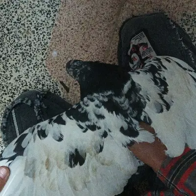 کفتر|پرنده|ماهان, |دیوار