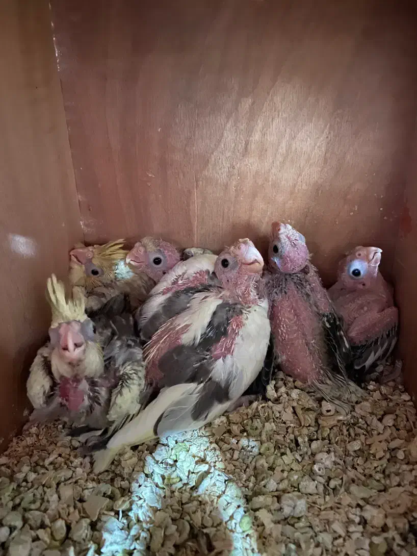 جوجه عروس هلندی، طوطی|پرنده|اصفهان, بهارستان|دیوار