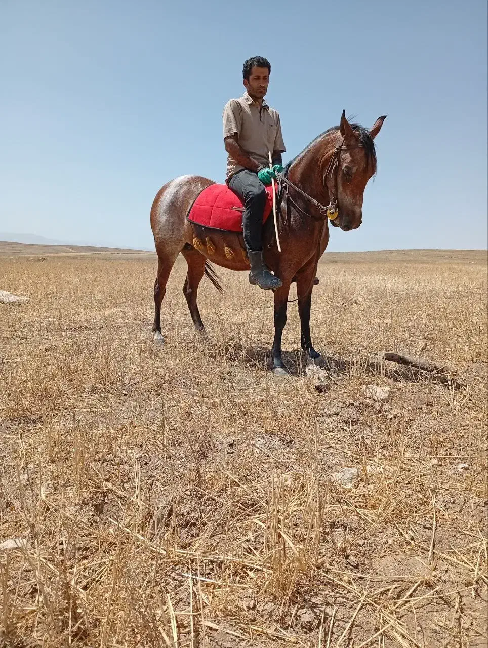 مادیان کرد ۸ساله|اسب و تجهیزات اسبسواری|ورزقان, |دیوار